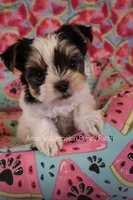 Salt *AKC* Small, a male Yorkshire Terrier for sale in Hermiston, OR – 3 of 6