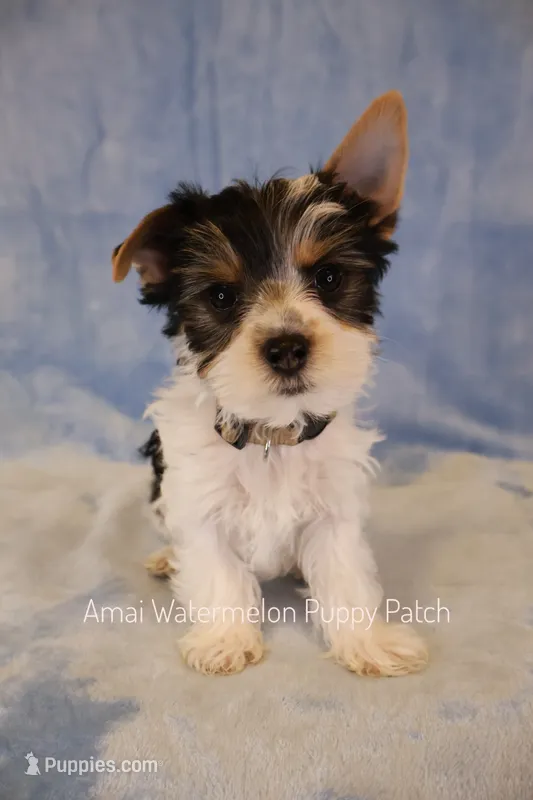 Snoopy *AKC* – Yorkshire Terrier puppy for sale in Hermiston, OR