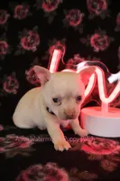 Adam*CKC*, a male Chihuahua for sale in Hermiston, OR – Photo 4 of 6