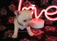 Adam*CKC*, a male Chihuahua for sale in Hermiston, OR – Photo 2 of 6