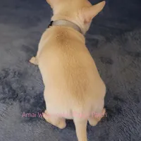 Adam*CKC*, a male Chihuahua for sale in Hermiston, OR – Photo 5 of 9