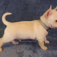 Adam*CKC*, a male Chihuahua for sale in Hermiston, OR – Photo 4 of 9