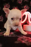 Adam*CKC*, a male Chihuahua for sale in Hermiston, OR – Photo 3 of 6