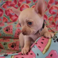 Adam*CKC*, a male Chihuahua for sale in Hermiston, OR – Photo 8 of 9