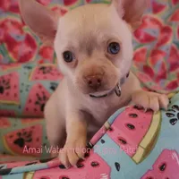 Adam*CKC*, a male Chihuahua for sale in Hermiston, OR – Photo 6 of 9