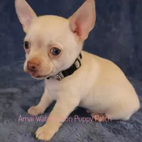 Adam*CKC*, a male Chihuahua for sale in Hermiston, OR – Photo 3 of 9