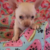 Adam*CKC*, a male Chihuahua for sale in Hermiston, OR – Photo 7 of 9
