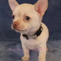 Adam*CKC*, a male Chihuahua for sale in Hermiston, OR – Photo 2 of 9