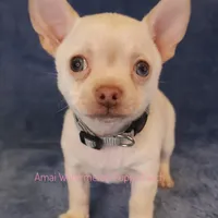 Adam*CKC*, a male Chihuahua for sale in Hermiston, OR – Photo 1 of 9