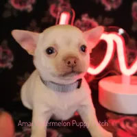 Adam*CKC*, a male Chihuahua for sale in Hermiston, OR – Photo 9 of 9