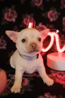 Adam*CKC*, a male Chihuahua for sale in Hermiston, OR – Photo 1 of 6