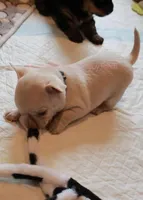 Adam*CKC*, a male Chihuahua for sale in Hermiston, OR – Photo 5 of 6