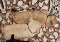 Adam*CKC*, a male Chihuahua for sale in Hermiston, OR – Photo 6 of 6