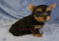 Levi *AKC*, a male Yorkshire Terrier for sale in Hermiston, OR – Photo 2 of 8