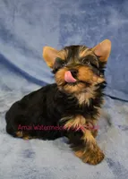 Levi *AKC*, a male Yorkshire Terrier for sale in Hermiston, OR – Photo 1 of 8