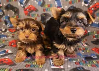 Levi *AKC*, a male Yorkshire Terrier for sale in Hermiston, OR – Photo 8 of 8
