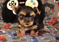 Levi *AKC*, a male Yorkshire Terrier for sale in Hermiston, OR – Photo 5 of 8