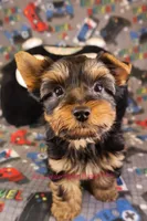 Levi *AKC*, a male Yorkshire Terrier for sale in Hermiston, OR – Photo 4 of 8