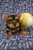 Levi *AKC*, a male Yorkshire Terrier for sale in Hermiston, OR – Photo 3 of 8