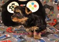 Levi *AKC*, a male Yorkshire Terrier for sale in Hermiston, OR – Photo 7 of 8