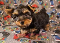 Levi *AKC*, a male Yorkshire Terrier for sale in Hermiston, OR – Photo 6 of 8