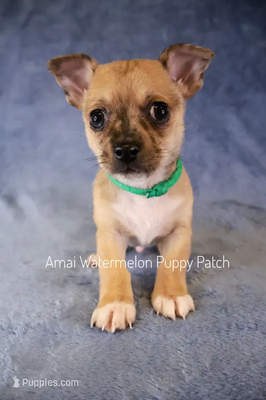 Melman – Chihuahua puppy for sale in Hermiston, OR