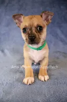 Melman, a male Chihuahua for sale in Hermiston, OR – 1 of 4
