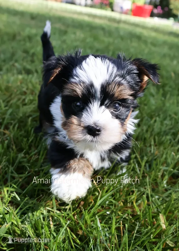 Yahtzee *CKC* – Yorkshire Terrier puppy for sale in Hermiston, OR