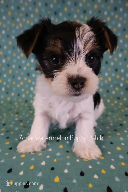 Domino *AKC* – Yorkshire Terrier puppy for sale in Hermiston, OR