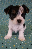 Domino *AKC*, a male Yorkshire Terrier for sale in Hermiston, OR – 1 of 5