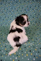 Chess *AKC* Small, a male Yorkshire Terrier for sale in Hermiston, OR – 3 of 5