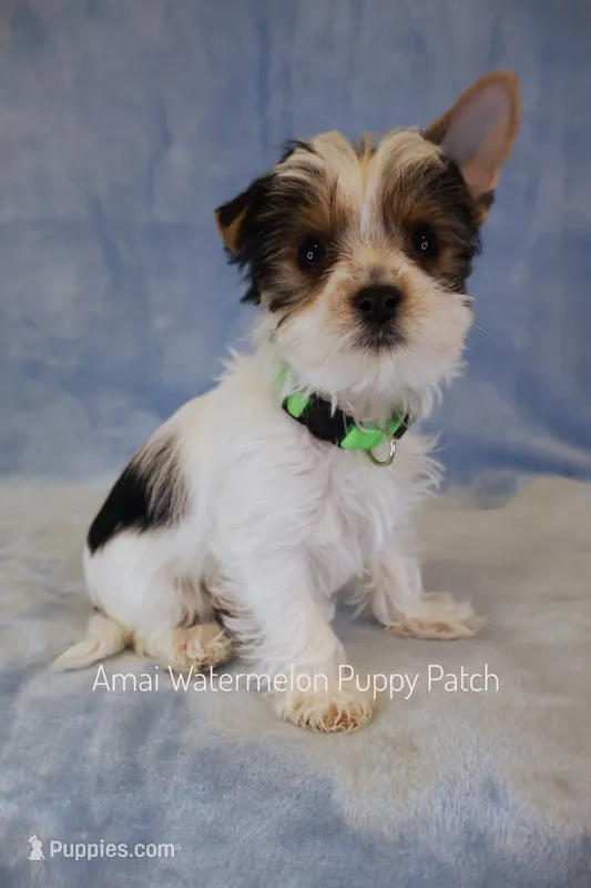 Pepper *AKC – Yorkshire Terrier puppy for sale in Hermiston, OR