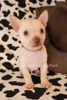 Alex, a male Chihuahua for sale in Hermiston, OR – 4 of 4