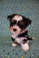 Yahtzee *CKC*, a male Yorkshire Terrier for sale in Hermiston, OR – 1 of 8