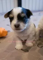 Dewey *AKC* Small, a male Yorkshire Terrier for sale in Hermiston, OR – Photo 2 of 4