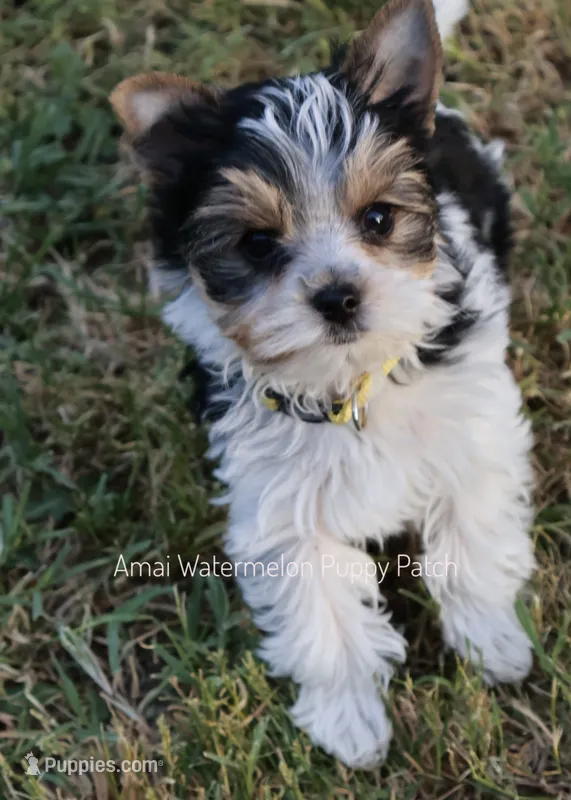 Marble *AKC* – Yorkshire Terrier puppy for sale in Hermiston, OR