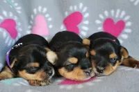 Mria *AKC*, a female Yorkshire Terrier for sale in Hermiston, OR – 4 of 4