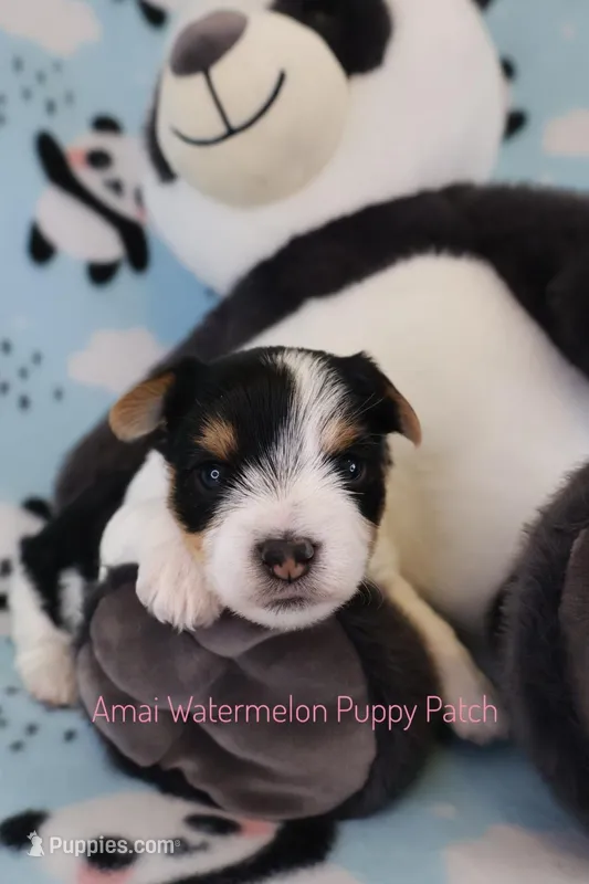 Lunchpad *AKC* – Yorkshire Terrier puppy for sale in Hermiston, OR