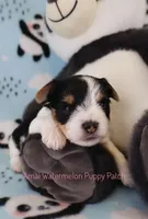 Lunchpad *AKC*, a male Yorkshire Terrier for sale in Hermiston, OR – Photo 2 of 4