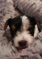 Lunchpad *AKC*, a male Yorkshire Terrier for sale in Hermiston, OR – Photo 4 of 4