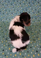 Checkers *AKC*, a male Yorkshire Terrier for sale in Hermiston, OR – 3 of 6