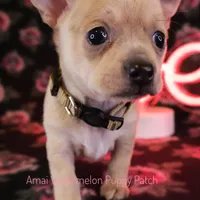 Adora *CKC*, a female Chihuahua for sale in Hermiston, OR – Photo 1 of 7