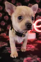 Adora *CKC*, a female Chihuahua for sale in Hermiston, OR – Photo 1 of 7
