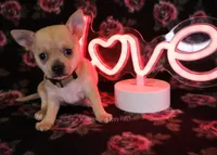 Adora *CKC*, a female Chihuahua for sale in Hermiston, OR – Photo 3 of 7