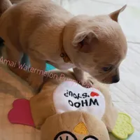 Adora *CKC*, a female Chihuahua for sale in Hermiston, OR – Photo 5 of 7