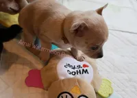 Adora *CKC*, a female Chihuahua for sale in Hermiston, OR – Photo 5 of 7