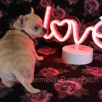 Adora *CKC*, a female Chihuahua for sale in Hermiston, OR – Photo 2 of 7