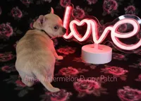 Adora *CKC*, a female Chihuahua for sale in Hermiston, OR – Photo 2 of 7