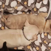 Adora *CKC*, a female Chihuahua for sale in Hermiston, OR – Photo 6 of 7