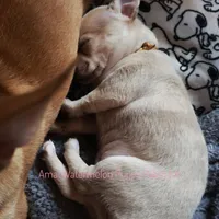 Adora *CKC*, a female Chihuahua for sale in Hermiston, OR – Photo 7 of 7